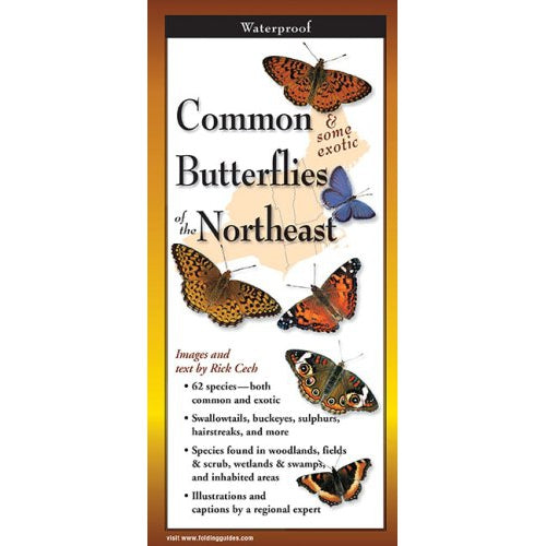 Common Butterflies of the Northeast - Folding Guide-Nimbus Publishing-Modern Rascals
