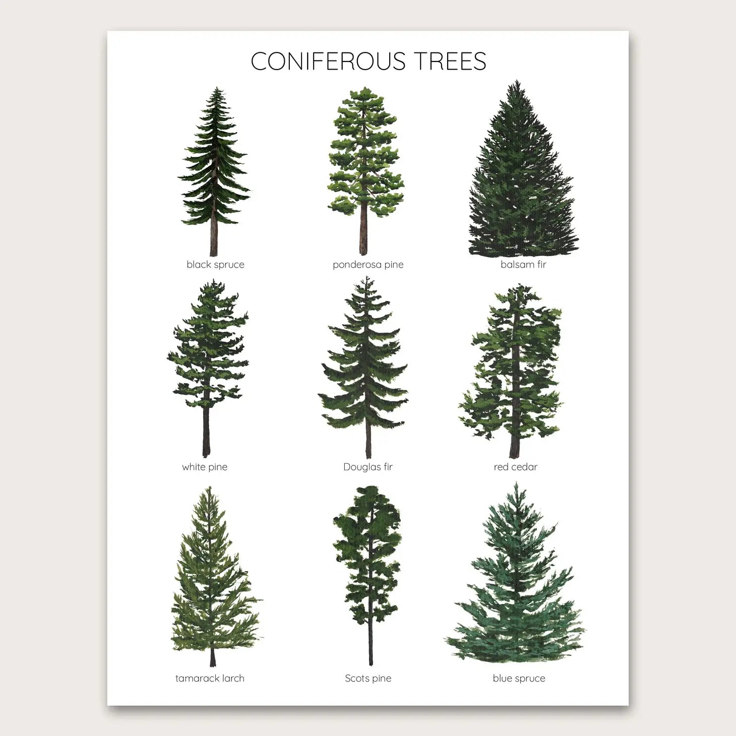 Coniferous Trees - 5"x7" Art Print-Stephanie Hathaway Designs-Modern Rascals