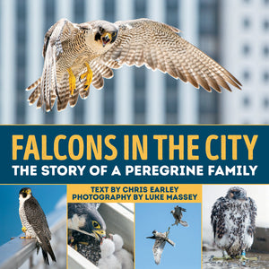 Falcons in the City - the Story of Peregrine Falcon Family-Firefly Books-Modern Rascals